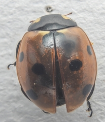 Coccinella septempunctata