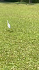 Bubulcus ibis