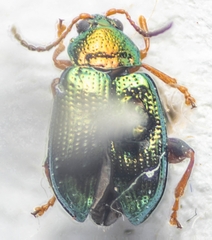 Crepidodera aurata