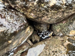 Holothuria cinerascens