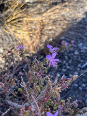 Pelargonium englerianum