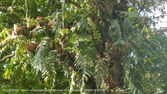 Drynaria quercifolia