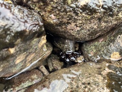 Holothuria cinerascens