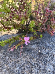 Pelargonium englerianum