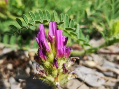 Astragalus monspessulanus
