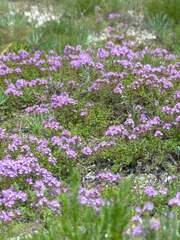 Thymus calcareus