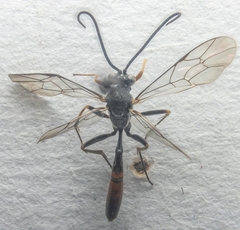 Dusona
