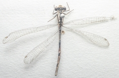 Enallagma cyathigerum