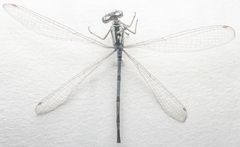 Enallagma cyathigerum