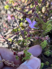 Pelargonium englerianum