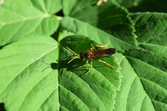Tenthredo campestris