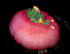 Heteractis magnifica