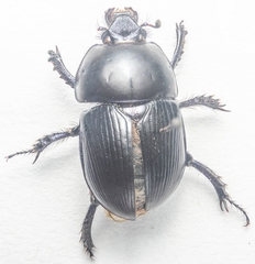 Geotrupes stercorarius