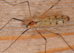 Limonia nigropunctata