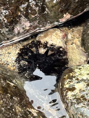 Holothuria cinerascens