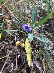 Solanum laciniatum