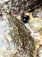 Holothuria cinerascens