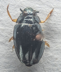 Gyrinus substriatus
