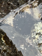 Holothuria cinerascens