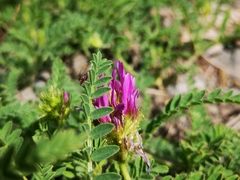 Astragalus monspessulanus
