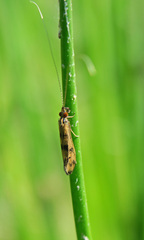 Mystacides longicornis