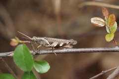 Xenocatantops brachycerus