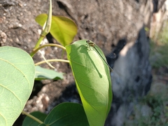 Onychargia