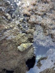 Calcinus laevimanus