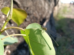 Onychargia