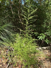 Everistia vacciniifolia