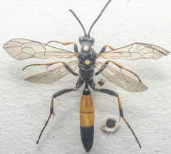 Ichneumon stramentor