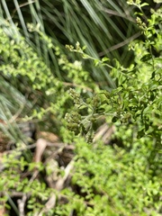Everistia vacciniifolia