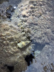 Calcinus laevimanus
