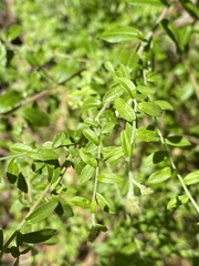 Everistia vacciniifolia