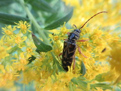 Megacyllene robiniae