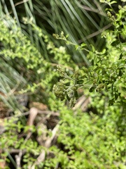 Everistia vacciniifolia