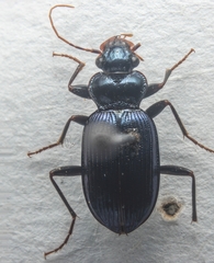 Leistus spinibarbis