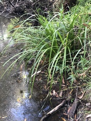 Carex fascicularis