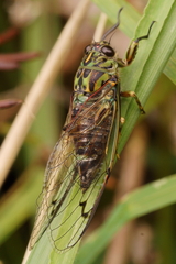 Amphipsalta zelandica
