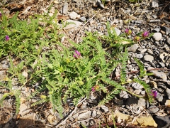Astragalus monspessulanus