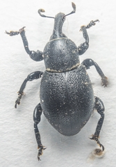 Liparus coronatus