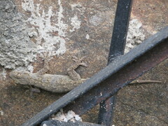 Hemidactylus flaviviridis