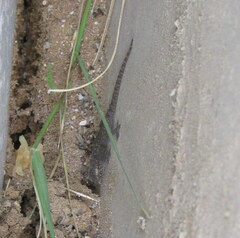 Hemidactylus kushmorensis