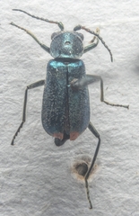 Cordylepherus viridis