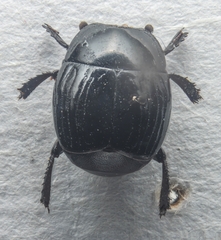 Margarinotus ventralis