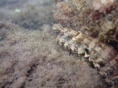 Pseudosquilla ciliata