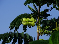 Paraserianthes lophantha image
