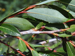 Salix daphnoides
