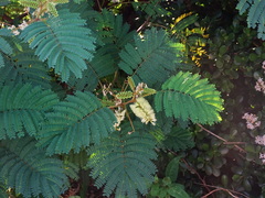 Paraserianthes lophantha image