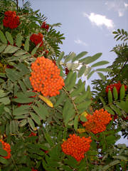 Sorbus aucuparia
